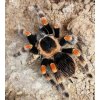 Brachypelma hamorii 2,5cm (v těle). Neurčené