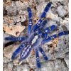 Poecilotheria metallica SAMICE 4-4,5 (v těle)