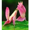Hymenopus coronatus L4