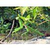 Hierodula chinensis L4