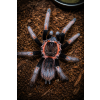 Sericopelma sp. Santa Catalina L3