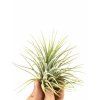 Tillandsia ionantha