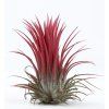 Tillandsia ionantha