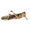 Saranče stěhovavá (Locusta migratoria)