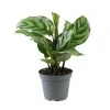 Calathea 'Freddie'