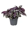 Tradescantia zebrina 'Pink Joy'