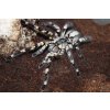 Poecilotheria regalis 5-5,5cm(v těle) samice