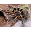 Grammostola pulchripes 2-2,5cm (v těle)