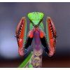 Hierodula majuscula L2/L3