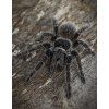 Lasiodora parahybana L4/L5
