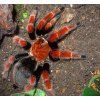 Brachypelma boehmei 3,5cm v těle