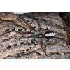 Poecilotheria Vittata 3cm v těle