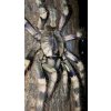 Poecilotheria Formosa L3/L4