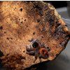 Phidippus Regius - Everglades