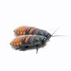 Šváb madagaskarský (Gromphadorhina portentosa)