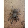 Chilobrachys huahini L7