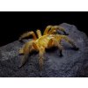 Chilobrachys huahini L7