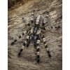 Poecilotheria tigrinawesseli 4cm v těle SAMICE