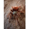 Caribena versicolor L2/L3