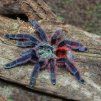 Caribena versicolor L3/L4