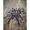 Poecilotheria metallica L3/L4