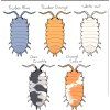 Isopodi (Porcellionides pruinosus)