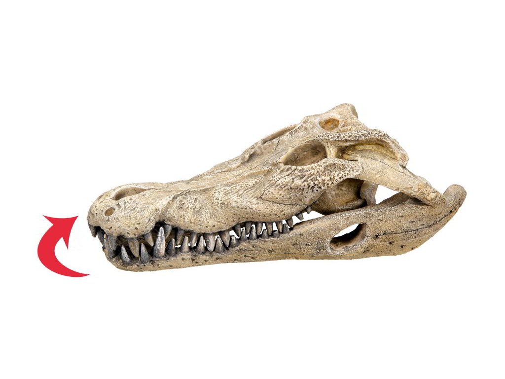 15414 1 nobby vzduchovaci akvarijni dekorace kostra krokodyl 26 x 14 x 9 cm z kategorie akvaristicke a teraristicke potreby dekorace do akvaria kostry lebky a poklady