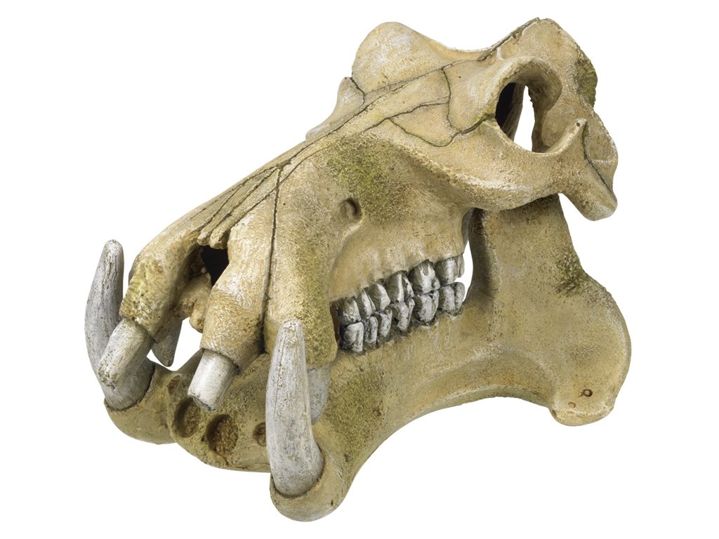 33750 1 nobby akvarijni dekorace hrosi lebka 23 2 x 17 x 14 8 cm z kategorie akvaristicke a teraristicke potreby dekorace do akvaria kostry lebky a poklady