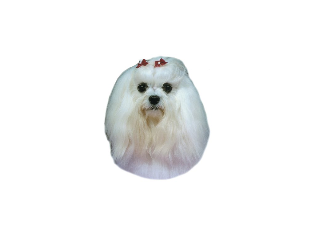 3216 1 maltezky psik samolepka 2ks z kategorie chovatelske potreby a krmiva pro psy tabulky samolepky samolepky psu