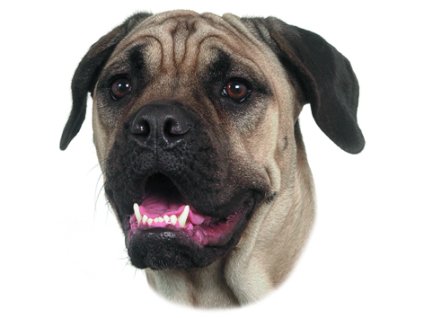 3198 1 bullmastif samolepka 2ks z kategorie chovatelske potreby a krmiva pro psy tabulky samolepky samolepky psu