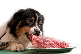 Je surová a doma uvarená strava vhodná pre psov a mačky?