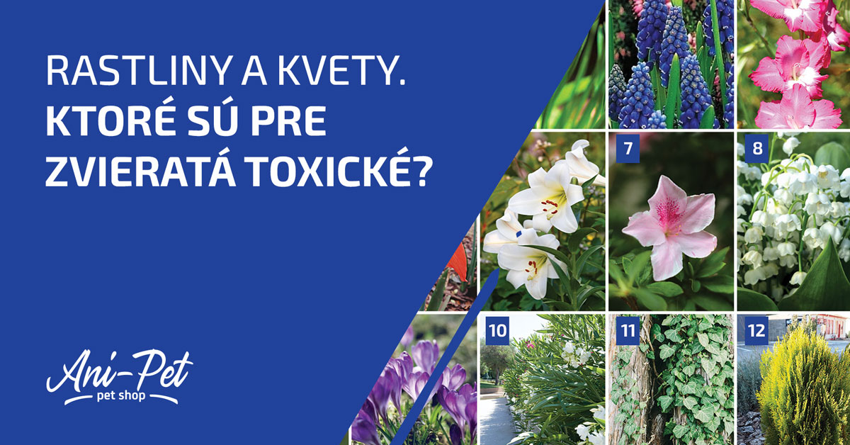 Neviditeľné nebezpečenstvá jari: Rastliny a kvety, ktoré sú pre zvieratá toxické