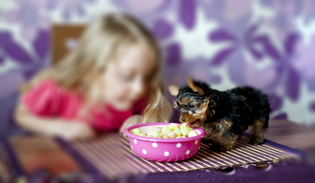 Mokré vs suché krmivo pre psov. Čo je lepšie?