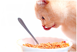 Zdravá strava a dostatočný pohyb predlžuje život zvieraťa