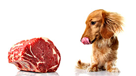 Mokrá strava pre psov a jej výhody