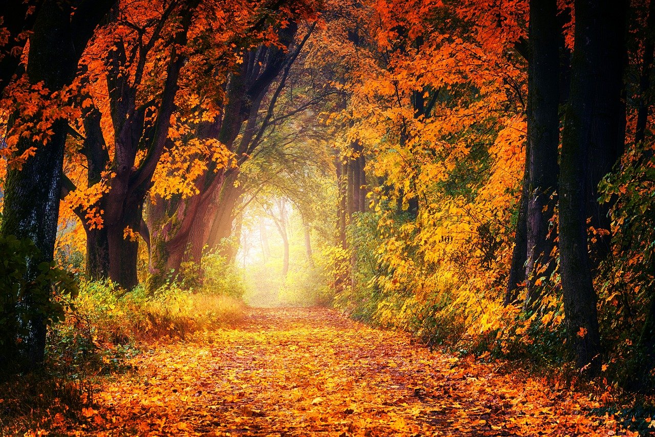autumn-3186876_1280