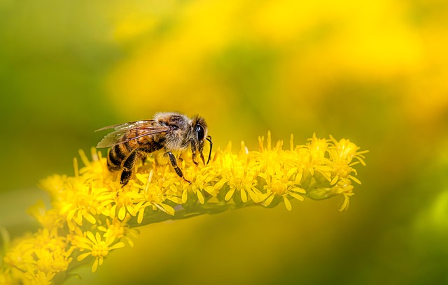 🐝 Den včel: hravé objevování přírody s Montessori pomůckami