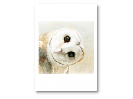 pohľadnica sova