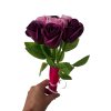 puget pink lila