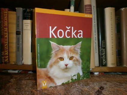 Kočka