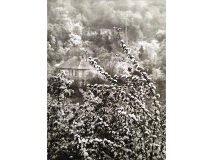 34. Josef Sudek - Pohled na jaro z naší ulice, 1973