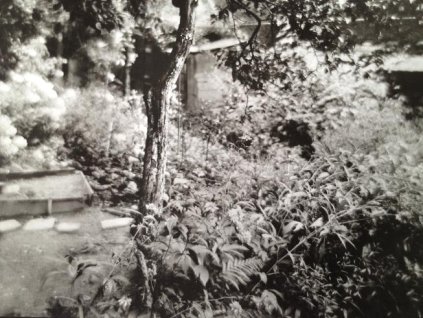 20. Josef Sudek - Zahrádka na kterou se dívám, 1955