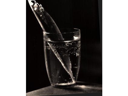 10. Josef Sudek - Zátiší s konvalinkou