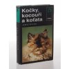 Kočky, kocouři a koťata