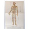 Anatomické tabule I - VIII : příloha publikace Kniha o zdraví a nemoci