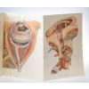 Anatomické tabule I - VIII : příloha publikace Kniha o zdraví a nemoci