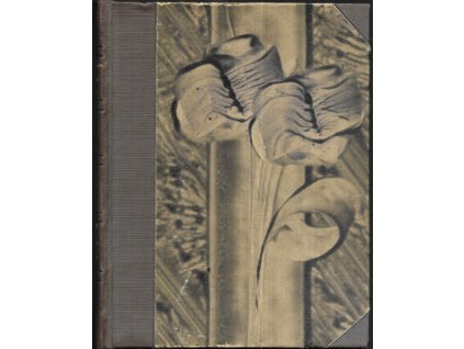 480443 dcera more 1 dil