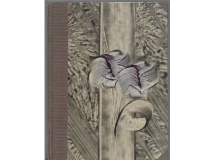 483308 pameti klestencovy