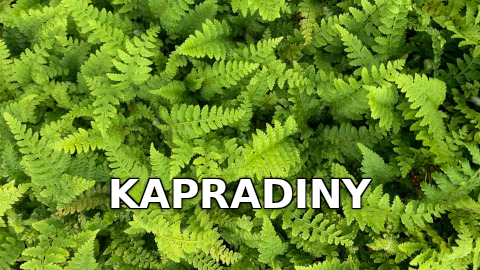 Kapradiny