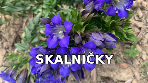 Skalničky